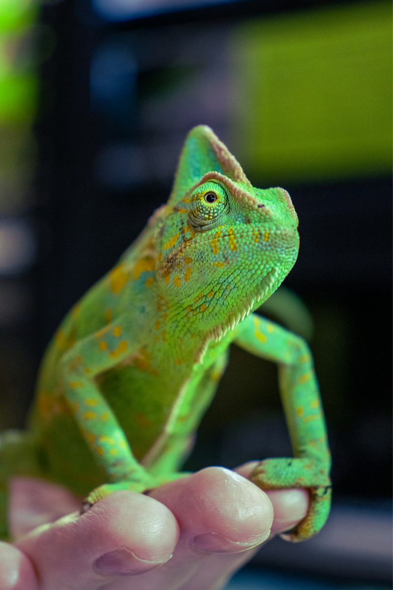 Veiled Chameleon